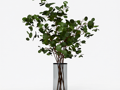 带盆圆形叶植物