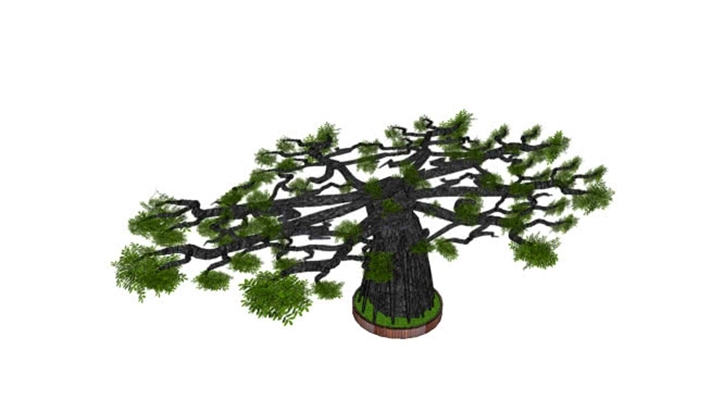 三维黑橄榄树盆景盆景树的基本zeytin巨大agaci