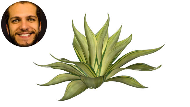 龙舌兰小号drag茫o de大象树干多元化的扫描电镜 植物 其他 画 花 钞票