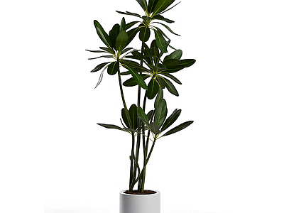 盆栽植物组合