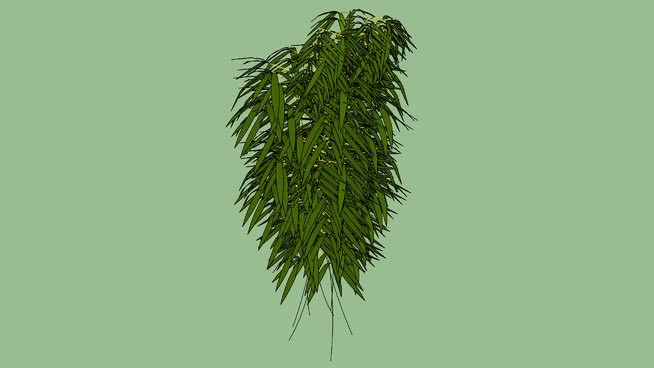 箭竹属 植物
