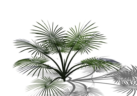 地被植物