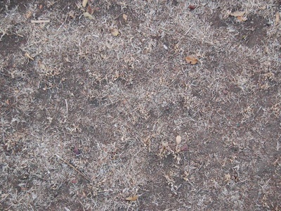地面-草皮-0042.jpg                                 自然地面