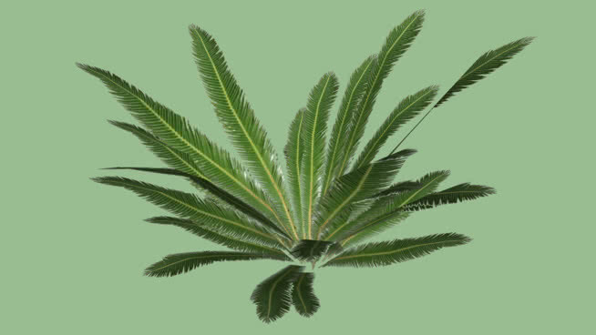 花园 植物 菠萝 刺棘蓟 花
