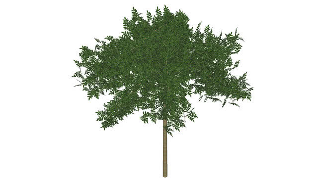 悬纹花楸 植物 画 其他 树林 草地