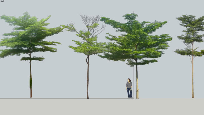 小叶榄仁 湖 画 沙滩 室外 杆