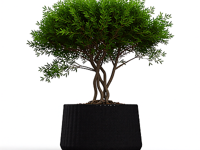 盆栽植物装饰