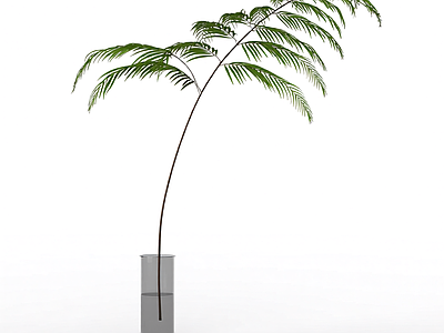 盆栽蕨类植物