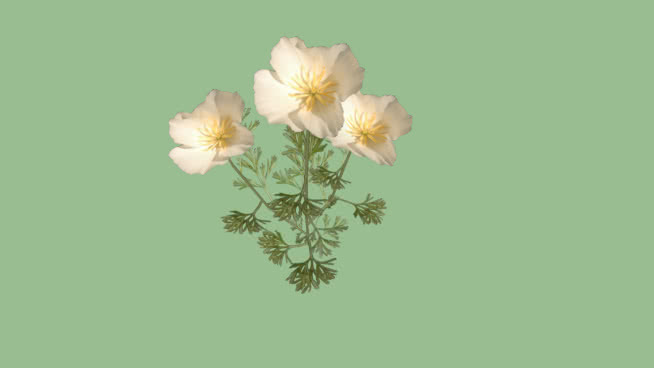 花 其他 植物 蜜蜂 饰品