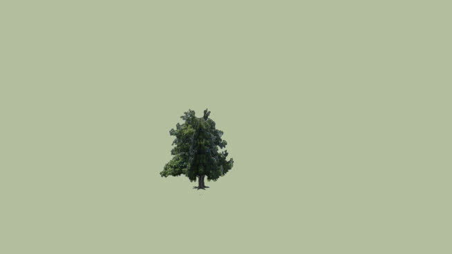 玉兰树 迷雾 植物 其他 黑板 挂钟