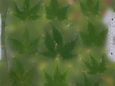绿植墙