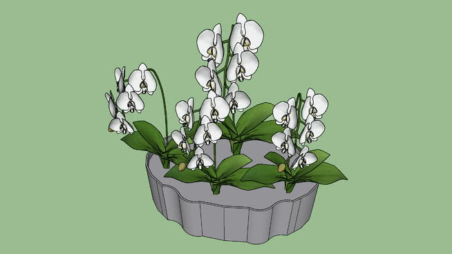 花盆的兰花 植物 其他 机器 画