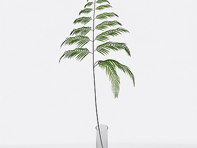 盆栽蕨类植物