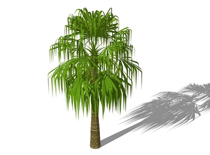 3D棕榈科植物