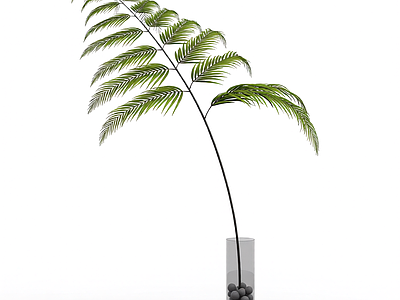 盆栽蕨类植物
