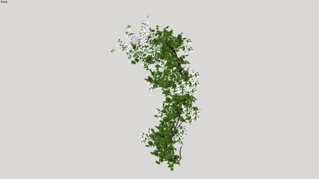 九重葛常绿植物 植物 其他 画 迷雾 天空