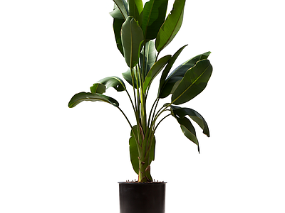 盆栽植物装饰