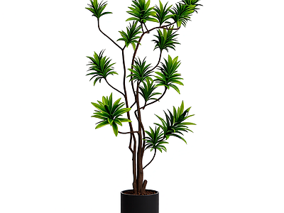 盆栽植物装饰