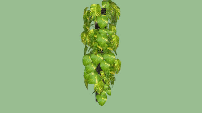 绿萝 植物 其他 南美洲番荔枝 菜花 树蛙