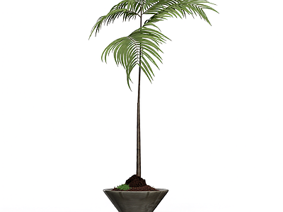 盆栽蕨类植物