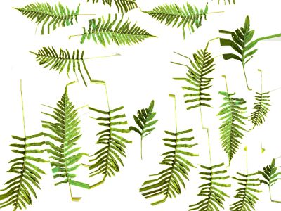 植物壁纸