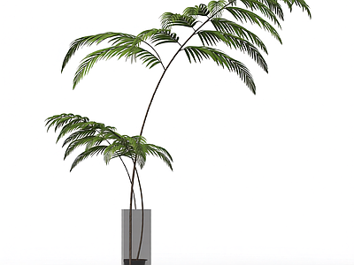盆栽蕨类植物