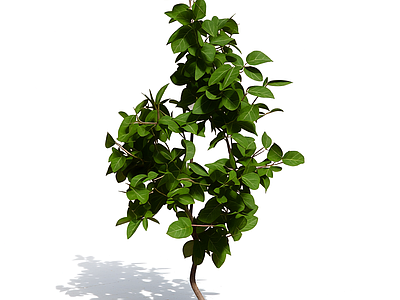 枝叶繁茂的植物模型