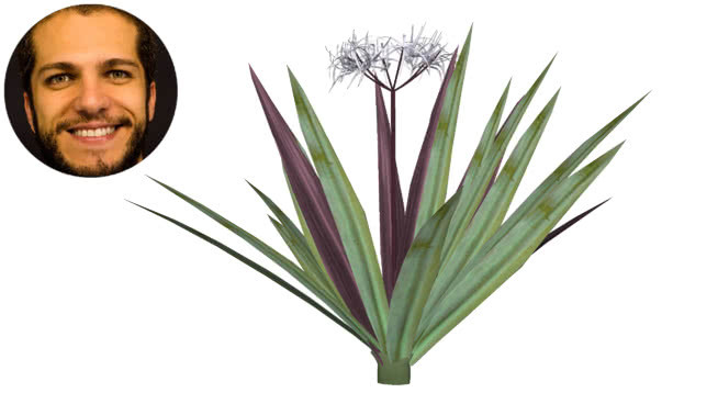 安格斯顿百合花冠 植物 书 钞票 钱 画
