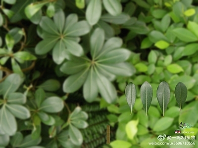 绿植墙