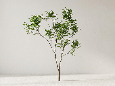 艺术绿植乔木