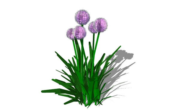 千年葱 花 植物 其他 刺棘蓟 画