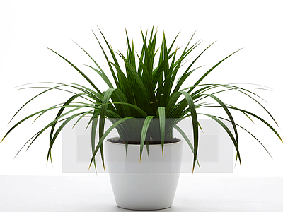 盆栽植物组合