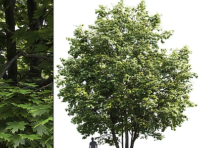梧桐树