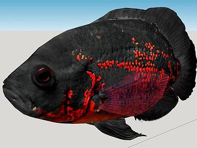 奥斯卡·蒂格雷·罗霍（Astronotus ocellatus）