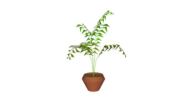 盆栽蕨类植物详述 植物 花瓶 其他 花盆 画