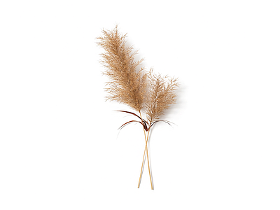 芦苇植物模型