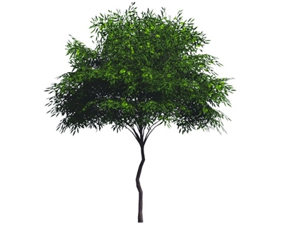 2D植物树