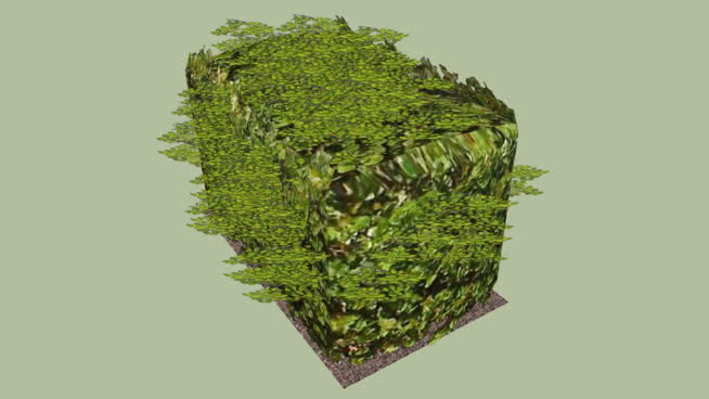 灌丛 植物 西兰花 蜂窝 围巾 饰品