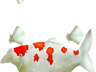 鱼缸
