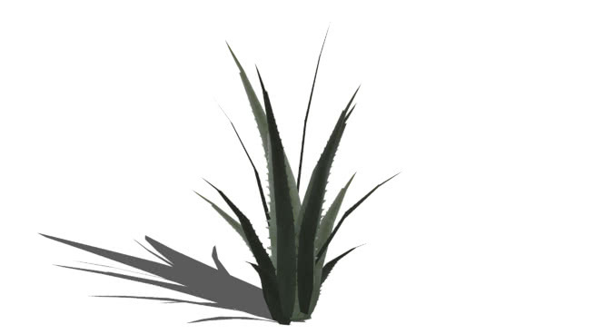 芦荟 植物 画 其他 菠萝 饰品