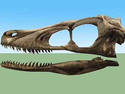 Cranio 迅猛龙 Mongoliensis