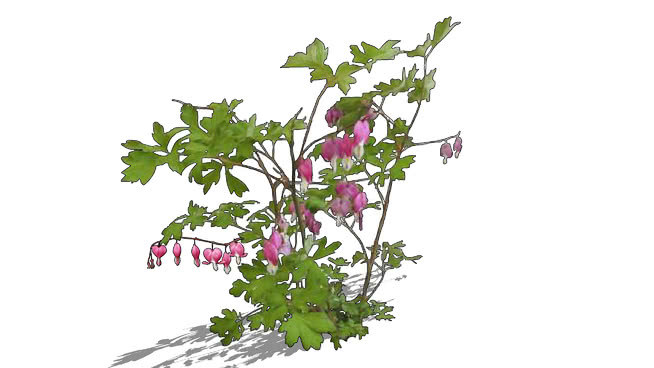 刺五加血 其他 花 画 室外