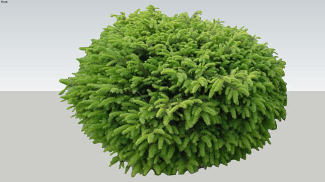 矮云杉鸟巢 植物 西兰花 抹布 其他 珊瑚菌