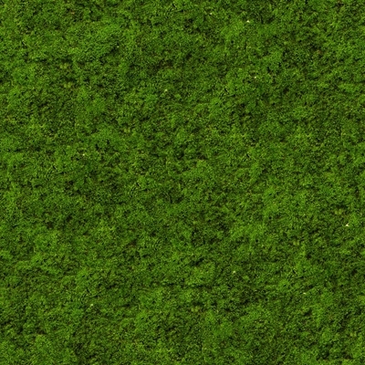 植物墙 自然元素