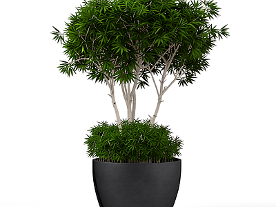 盆栽植物装饰