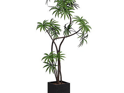 盆栽植物装饰
