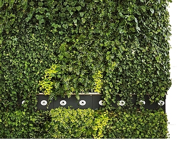 绿植墙