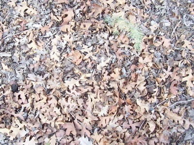 地面-草皮-0038.jpg 自然