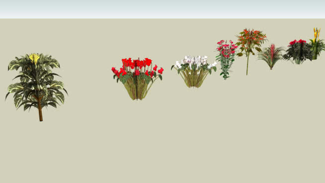植物外观 其他 植物 画 明信片 花