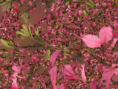 绿植墙